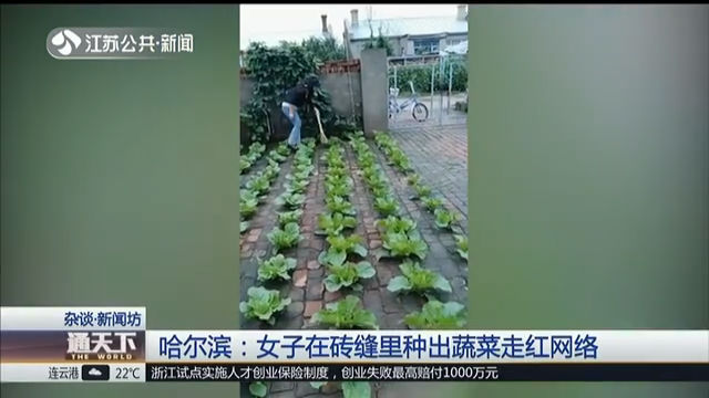 哈尔滨：女子再砖缝里种出蔬菜走红网络