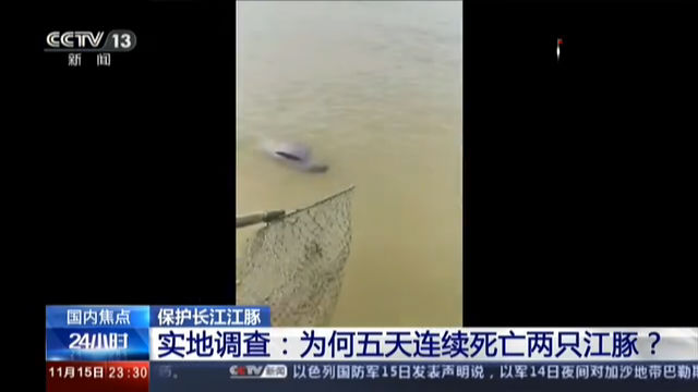 保护长江江豚 实地调查：为何五天连续死亡两只江豚？