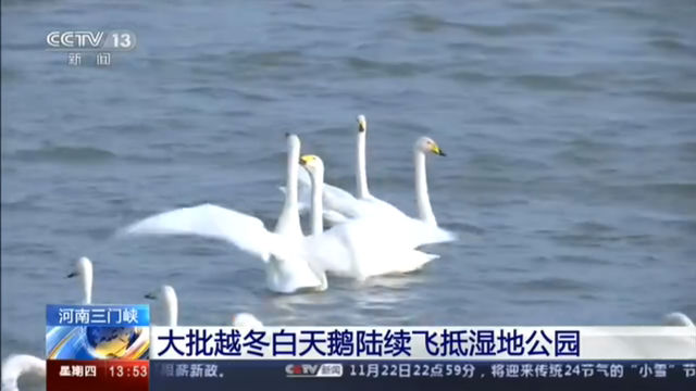 河南三门峡 大批越冬白天鹅陆续飞抵湿地公园