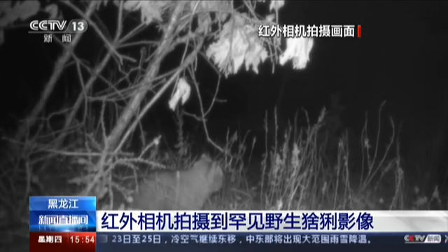 黑龙江 红外相机拍摄到罕见野生猞猁影像
