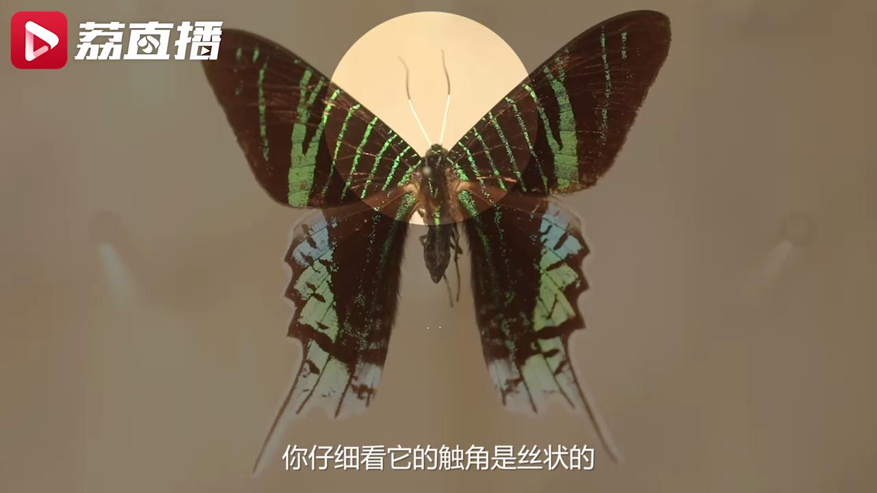 游遍江苏丨南京这只全世界最漂亮的蛾子，比蝴蝶还要美