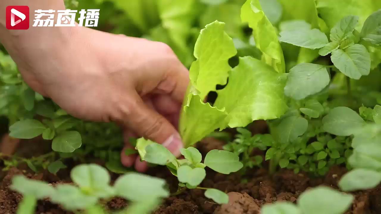 【游遍江苏】夏天吃点苦味的菜最好，到南京汤山有机菜园亲手采摘吧！