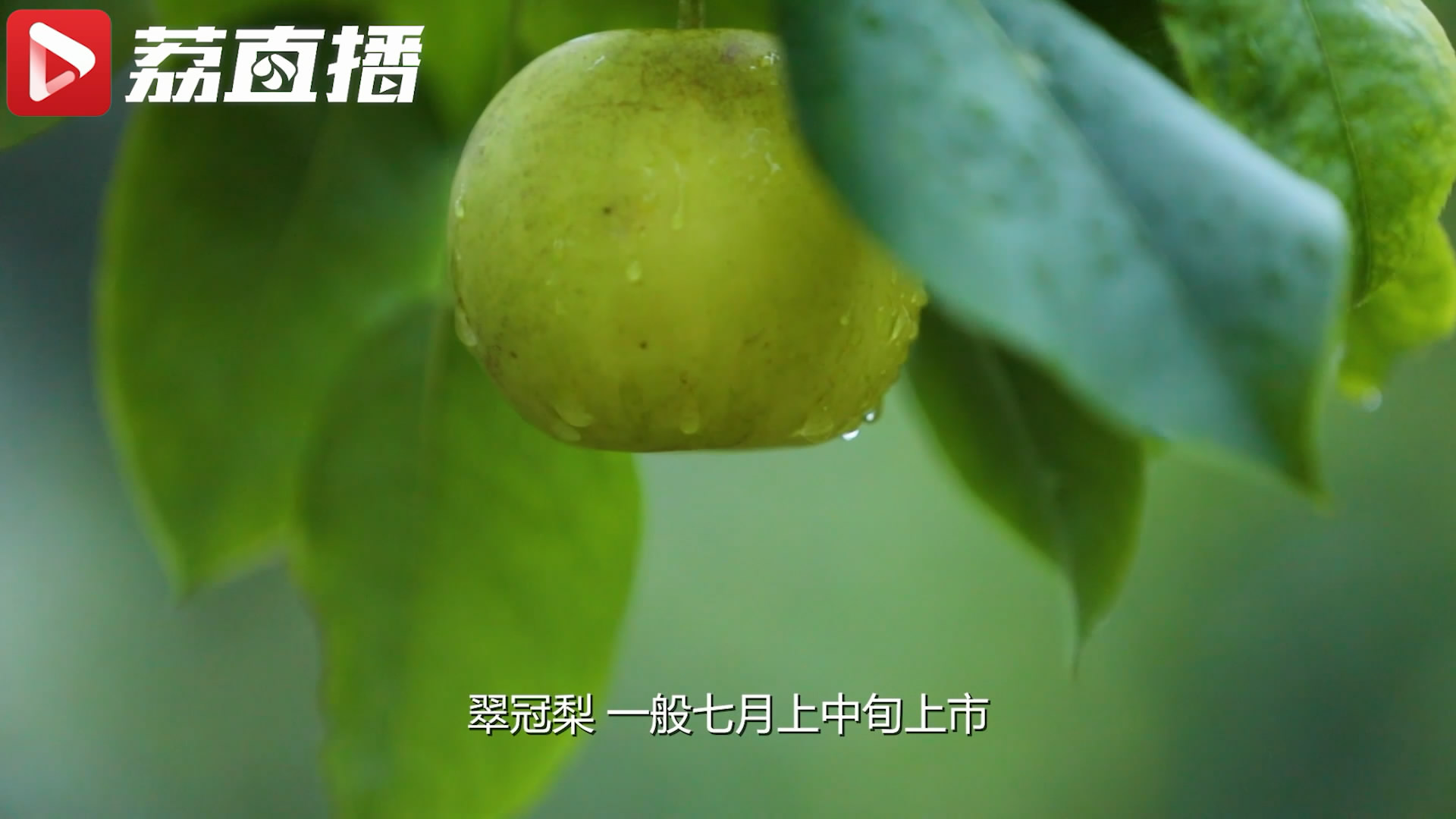 游遍江苏丨有梨有鸭有烧烤 田园风格的周末你想要吗？