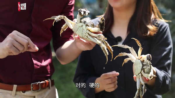 游遍江苏丨溱湖簖蟹膏黄蟹肥！三招教你挑选美味螃蟹