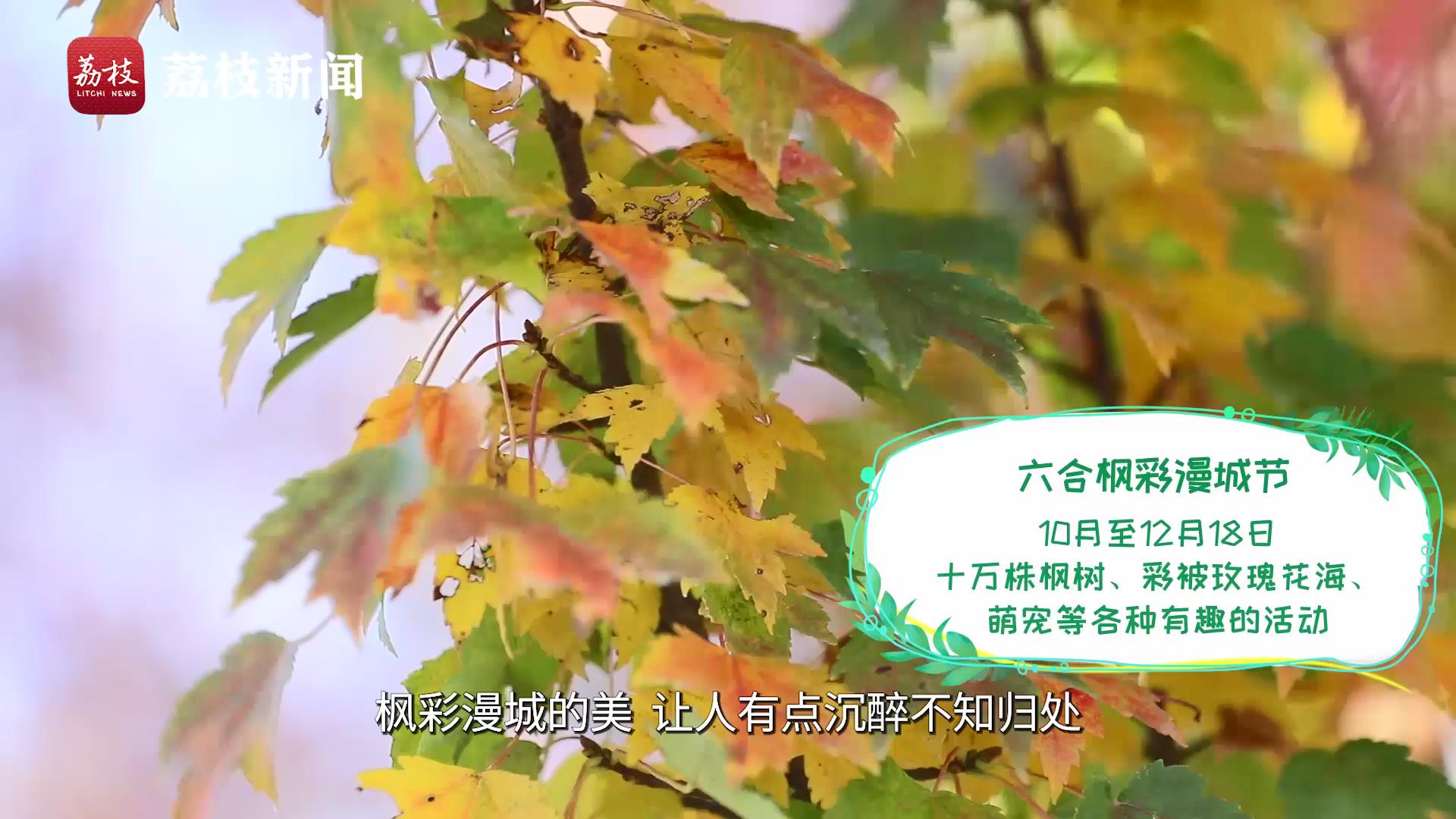 游遍江苏丨最是橙黄橘绿时！秋冬时节南京的乡野有多美？