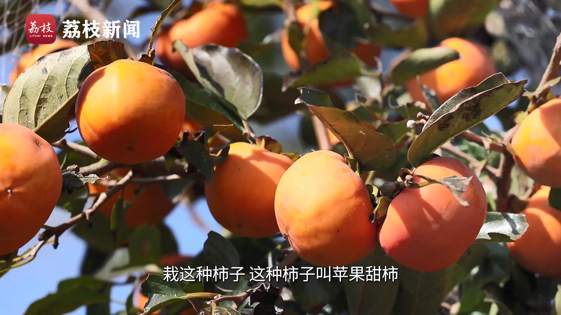 游遍江苏丨“柿”不可挡！这个周末相约去南京六合摘柿子