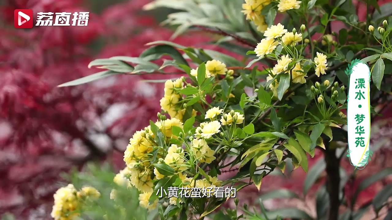 游遍江苏丨南京有座百亩梦幻花园 每走一步都有不同香气