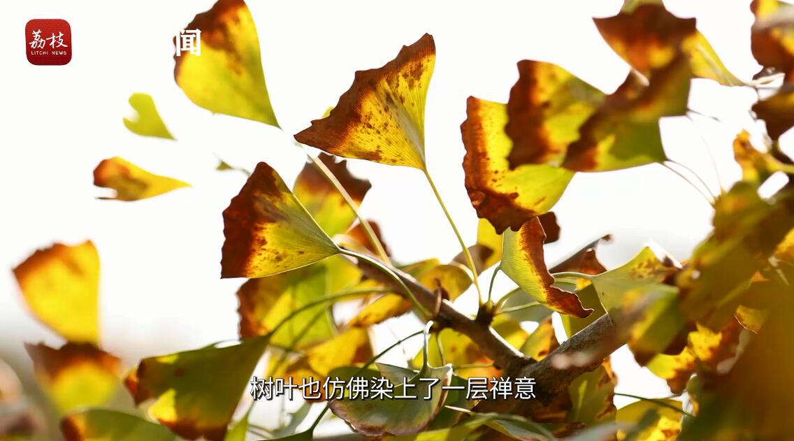 它们可能是南京最有故事的银杏树