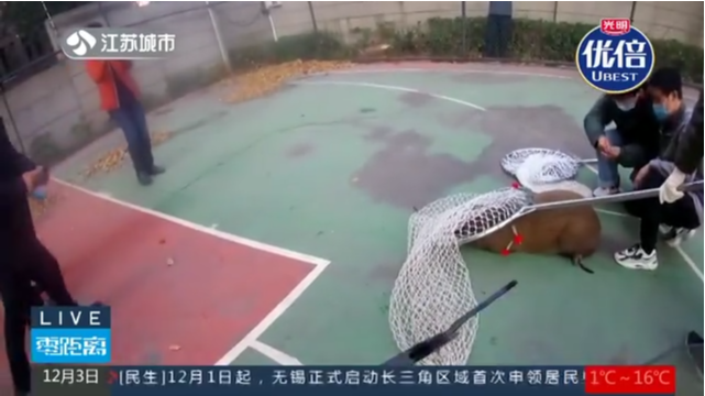 野猪清早校园“遛弯” 警方将它“请”进篮球场控制