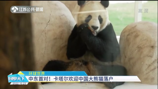 环球世界 中东首对！卡塔尔欢迎中国大熊猫落户