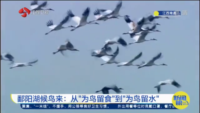 鄱阳湖候鸟来：从“为鸟留食”到“为鸟留水”
