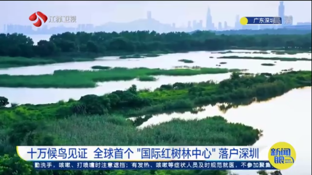 十万候鸟见证 全球首个“国际红树林中心”落户深圳