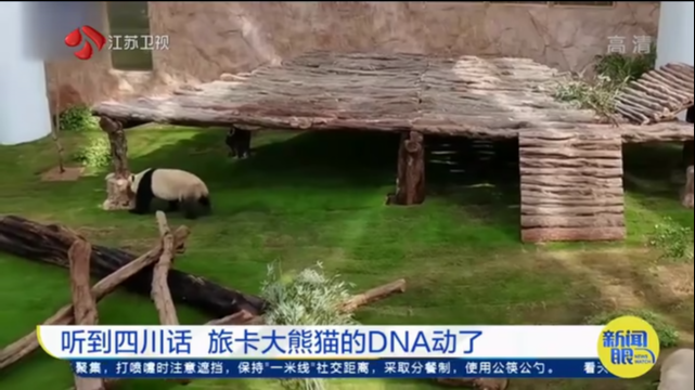 听到四川话 旅卡大熊猫的DNA动了