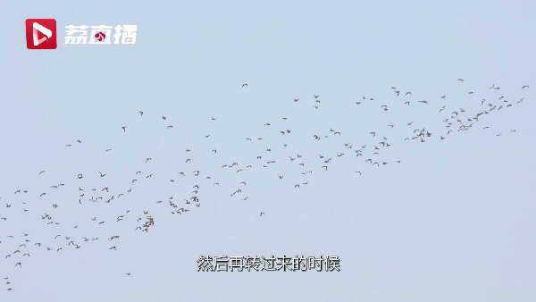4、上万只花脸鸭飞临南京小岛像在表演沙画lz