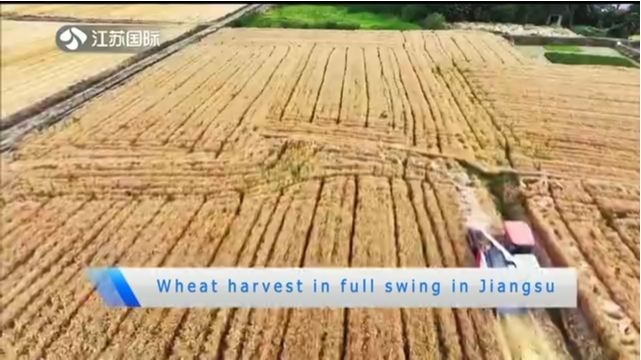 Wheat harvest in full swing in Jiangsu