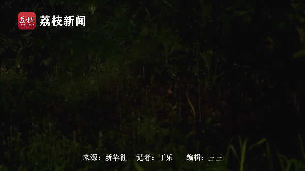 浪漫夏夜！惠州东山森林公园萤火虫如星闪烁