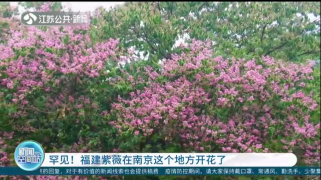 罕见！福建紫薇在南京这个地方开花了