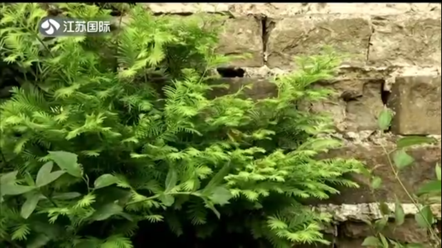 Precious wild Metasequoia found in Nanjing Ming City Wall