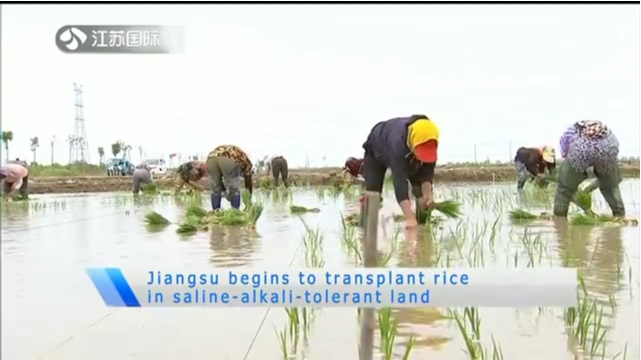 Jiangsu begins to transplant rice in saline-alkali-tolerant land