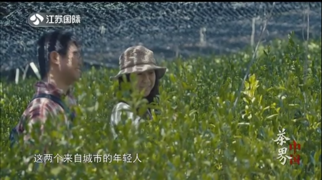 茶界中国 第二集 古树与新芽