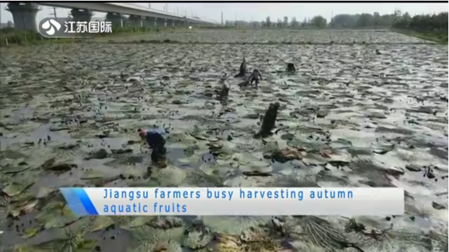 Jiangsu farmers busy harvesting autumn aquatic fruits