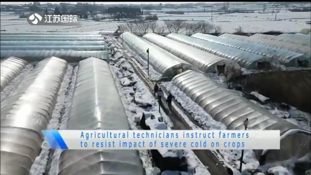 Agricultural technicians instruct farmers to resist impact of severe cold on crops