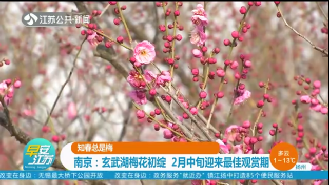 知春总是梅 南京：玄武湖梅花初绽 2月中旬迎来最佳观赏期