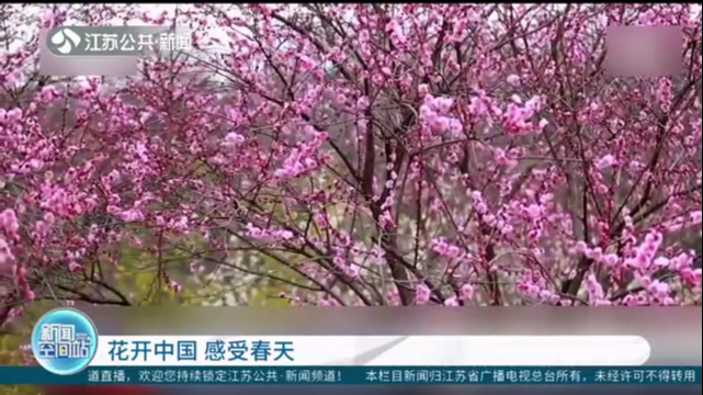 花开中国 感受春天