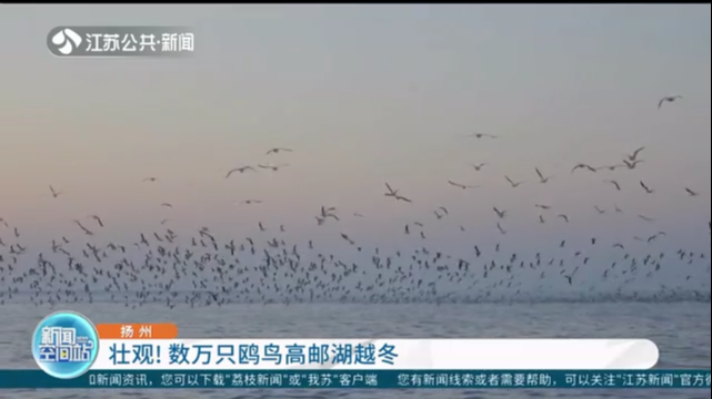 扬州：壮观！数万只鸥鸟高邮湖越冬