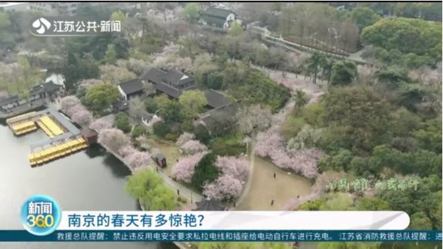 南京的春天有多惊艳？
