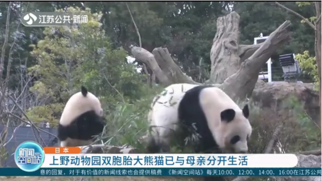 日本：上野动物园双胞胎大熊猫已与母亲分开生活