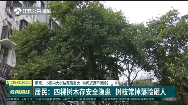 南京：小区内大树枯死隐患大 为何迟迟不消险？居民：四棵树木存安全隐患 树枝常掉落险砸人
