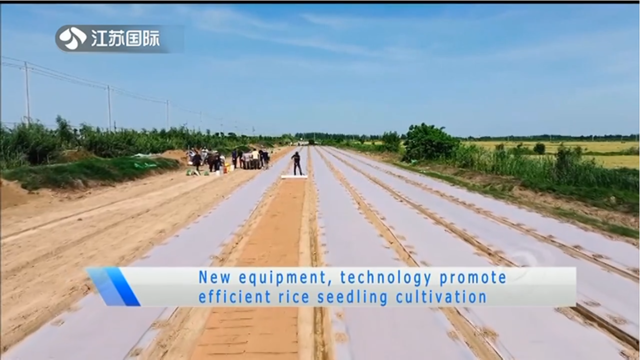 New equipment,technology promote efficient rice seedling cultivation