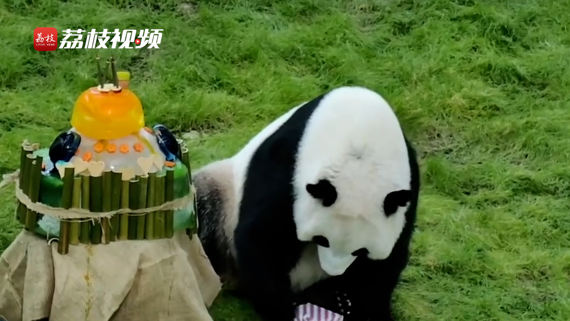 有爱！卡塔尔大熊猫馆为旅居大熊猫“四海”庆祝4岁生日
