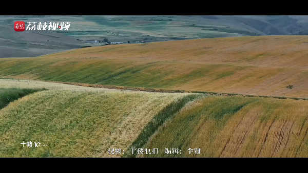 最美的季节！ 新疆木垒万亩旱田如大地调色盘