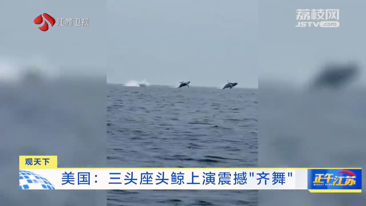 美国：三头座头鲸上演震撼“齐舞”