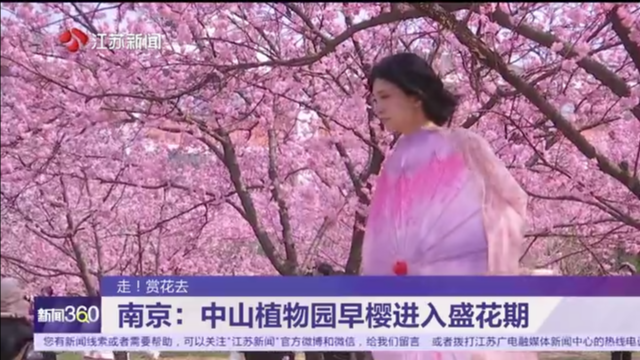 走！赏花去 南京：中山植物园早樱进入盛花期
