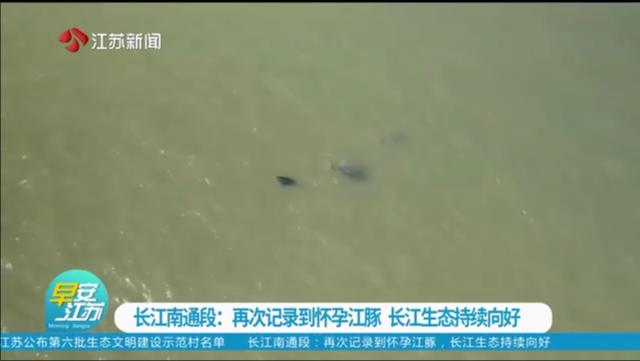 长江南通段：再次记录到怀孕江豚 长江生态持续向好