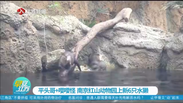 平头哥+嘤嘤怪 南京红山动物园上新6只水獭