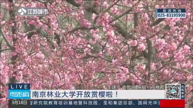 南京林业大学开放赏樱啦！