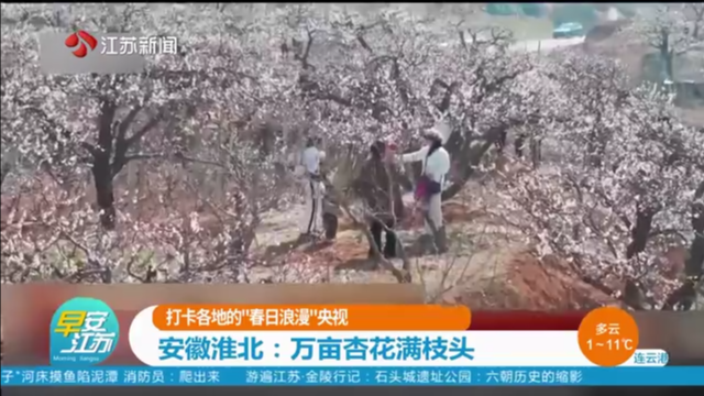 打卡各地的“春日浪漫”央视 安徽淮北：万亩杏花满枝头
