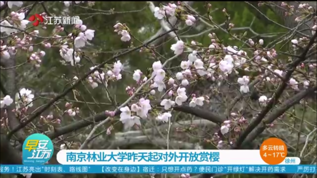 南京林业大学昨天起对外开放赏樱