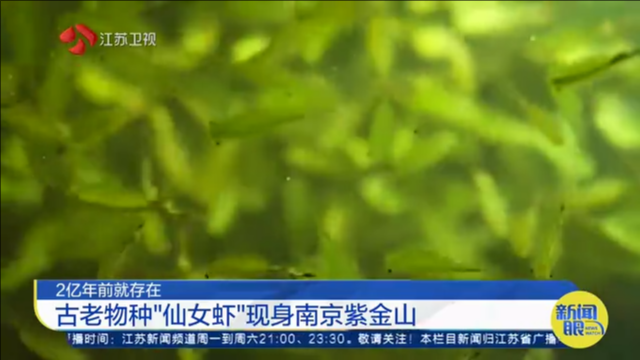 2亿年前就存在 古老物种“仙女虾”现身南京紫金山