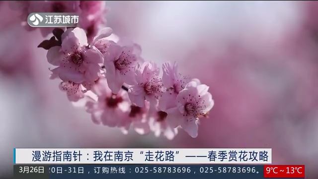 漫游指南针：我在南京“走花路”——春季赏花攻略