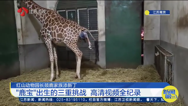 红山动物园长颈鹿家族添新丁 “鹿宝”出生的三重挑战 高清视频全纪录