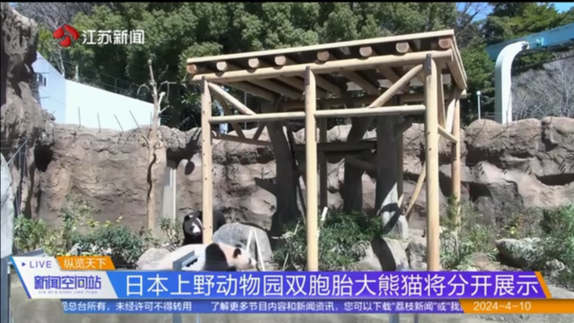 日本上野动物园双胞胎大熊猫将分开展示