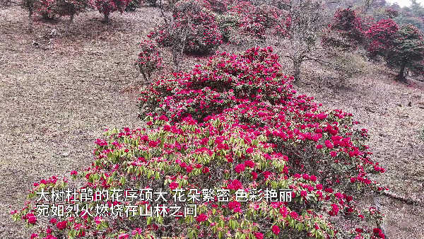云南保山：数万株大树杜鹃迎来盛花期（本台）