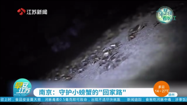 南京：守护小螃蟹的“回家路”