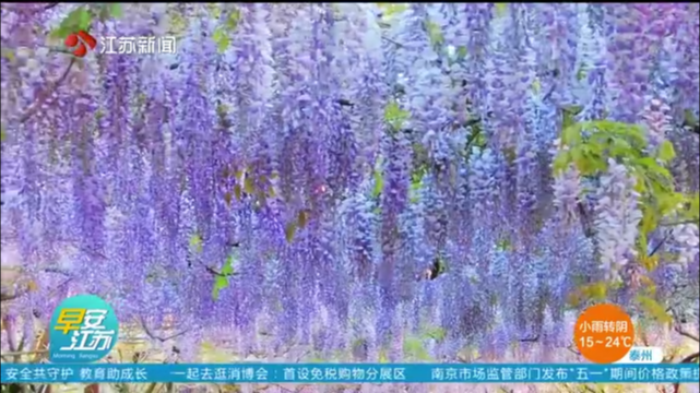紫藤“瀑布”演绎春日浪漫