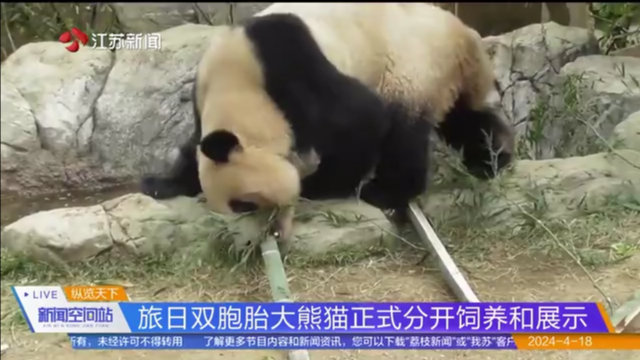 旅日双胞胎大熊猫正式分开饲养和展示